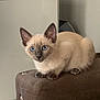 Kona Lisa joined the competition — help win amazing prizes! kitten, cat, siamese, blue_eyes, curious, pet, animal, feline, indoor, cushion, brown, whiskers, ears, young, cute, small, domestic_animal, resting, alert, fur