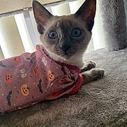 Kona Lisa joined the competition — help win amazing prizes! cat, kitten, blue_eyes, pink_clothing, halloween_theme, pumpkin_pattern, bat_pattern, ghost_pattern, plush_surface, cat_tree, vertical_blinds, indoor, pet, feline, curious, closeup, young_animal, soft_light, ears, whiskers
