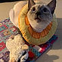 Kona Lisa is registered to the contest to win money with this photo: cat, pet, toy, plush, blanket, floor, curious, orange_slice_collar, indoor, animal, cute, whiskers, ears, playful, stuffed_animal, feline, looking_up, domestic, soft, colorful