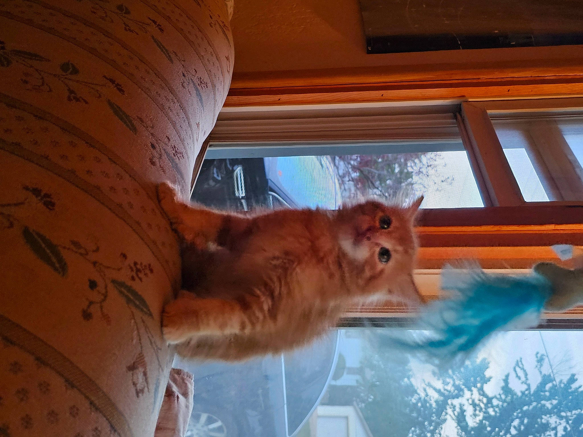 Oscar is registered to the contest to win money with this photo: canidae, carnivore, chair, companion_dog, dog_breed, fawn, felidae, fur, hardwood, pomeranian, room, small_to_medium_sized_cats, snout, spitz, sporting_group, tail, whiskers, window, windshield, wood