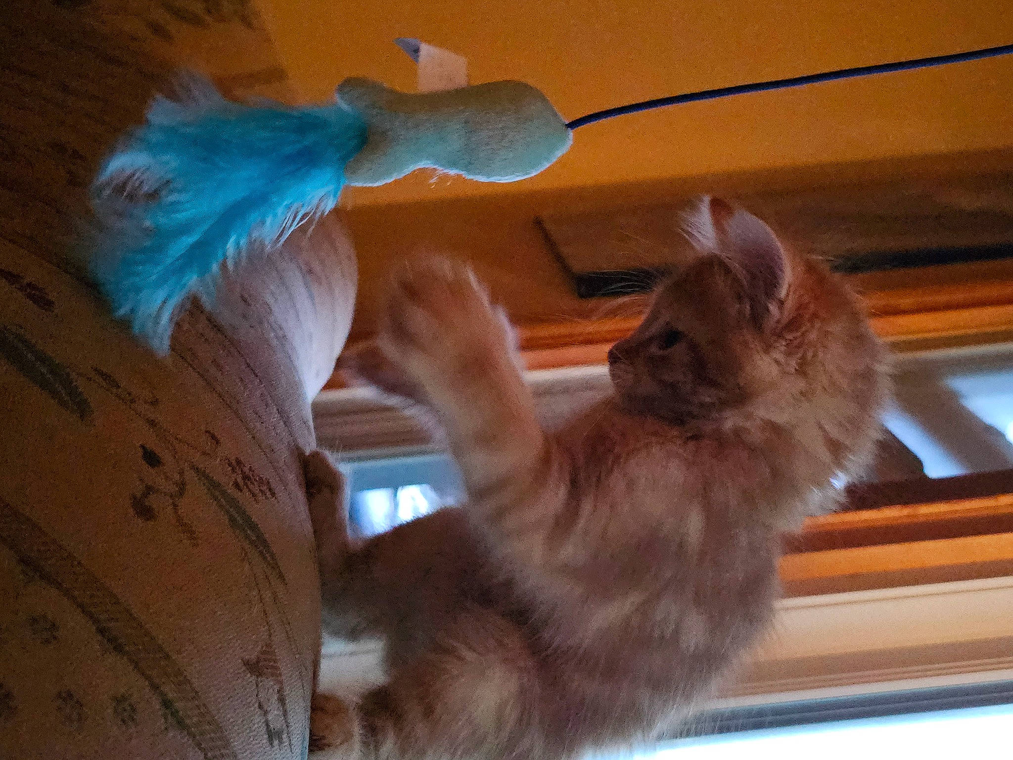 Oscar is registered to the contest to win money with this photo: carnivore, cat, claw, comfort, domestic_short_haired_cat, fawn, felidae, fur, gesture, paw, room, small_to_medium_sized_cats, tail, toy, whiskers, wood