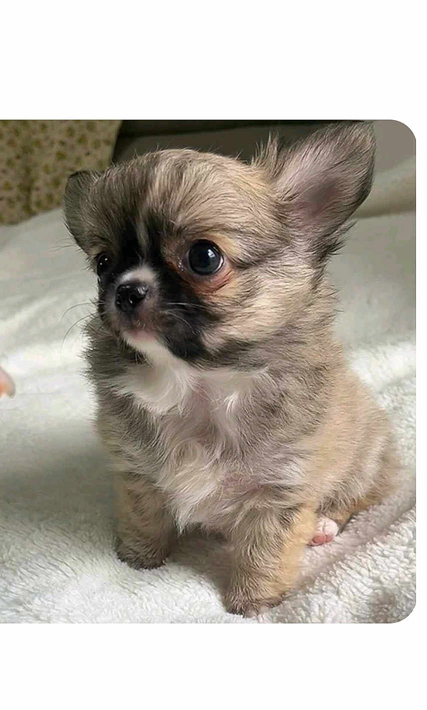 Bella joined the competition — help win amazing prizes! puppy, dog, small_dog, fluffy, cute, pet, animal, young, fur, ears, nose, eyes, white_blanket, indoor, portrait, sitting, adorable, companion, domestic_animal, curious