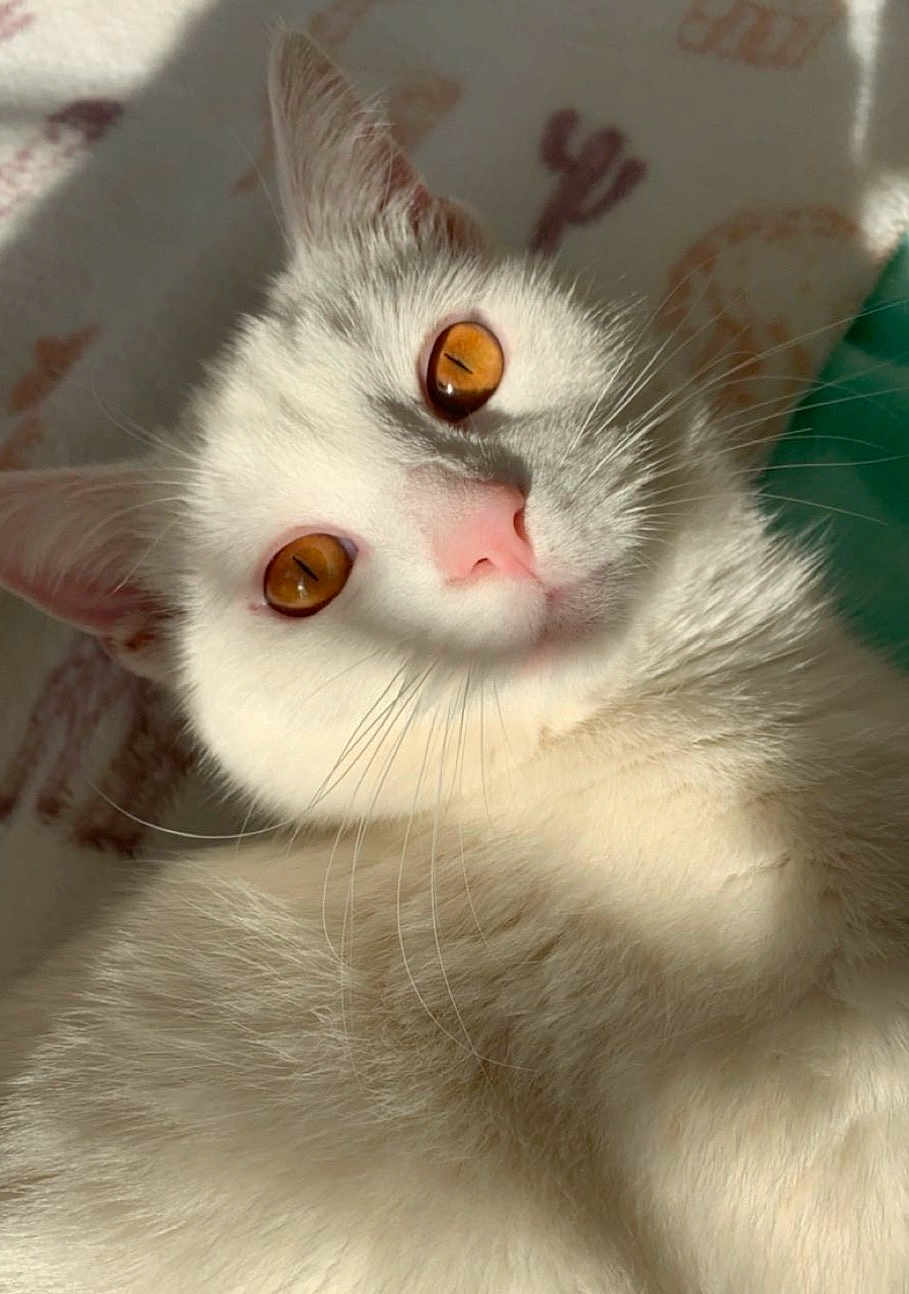 Ollie is registered to the contest to win money with this photo: cat, white_cat, pet, feline, close_up, portrait, amber_eyes, pink_nose, whiskers, fur, ears, indoor, sunlight, shadow, blanket, relaxed, curious, soft_texture, gaze, cute