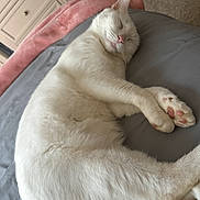 Ollie is registered to the contest to win money with this photo: cat, white_cat, sleeping, nap, bed, blanket, pink_paw, paw, fur, pink_nose, indoor, bedroom, dresser, cozy, relaxed, pet, domestic_cat, close_up, whiskers, sheet