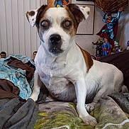 Benji is registered to the contest to win money with this photo: dog, bed, blanket, indoor, toy, figurine, superman, collection, furniture, wall_art, canine, pet, white_and_brown, resting, closeup, portrait, room, decor, vintage, fan_merchandise