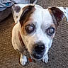 Benji joined the competition — help win amazing prizes! dog, pet, small_dog, close_up, carpet, indoor, collar, tag, brown_and_white, blind_dog, ears, face, animal, companion, looking_up, floor, bed, blanket, cute, domestic