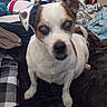 Benji joined the competition — help win amazing prizes! dog, pet, indoor, blanket, plush_toy, furniture, small_dog, white_dog, brown_spot, bedroom, cozy, resting, paw, ears, face, tail, stuffed_animal, blanket_pattern, television, home