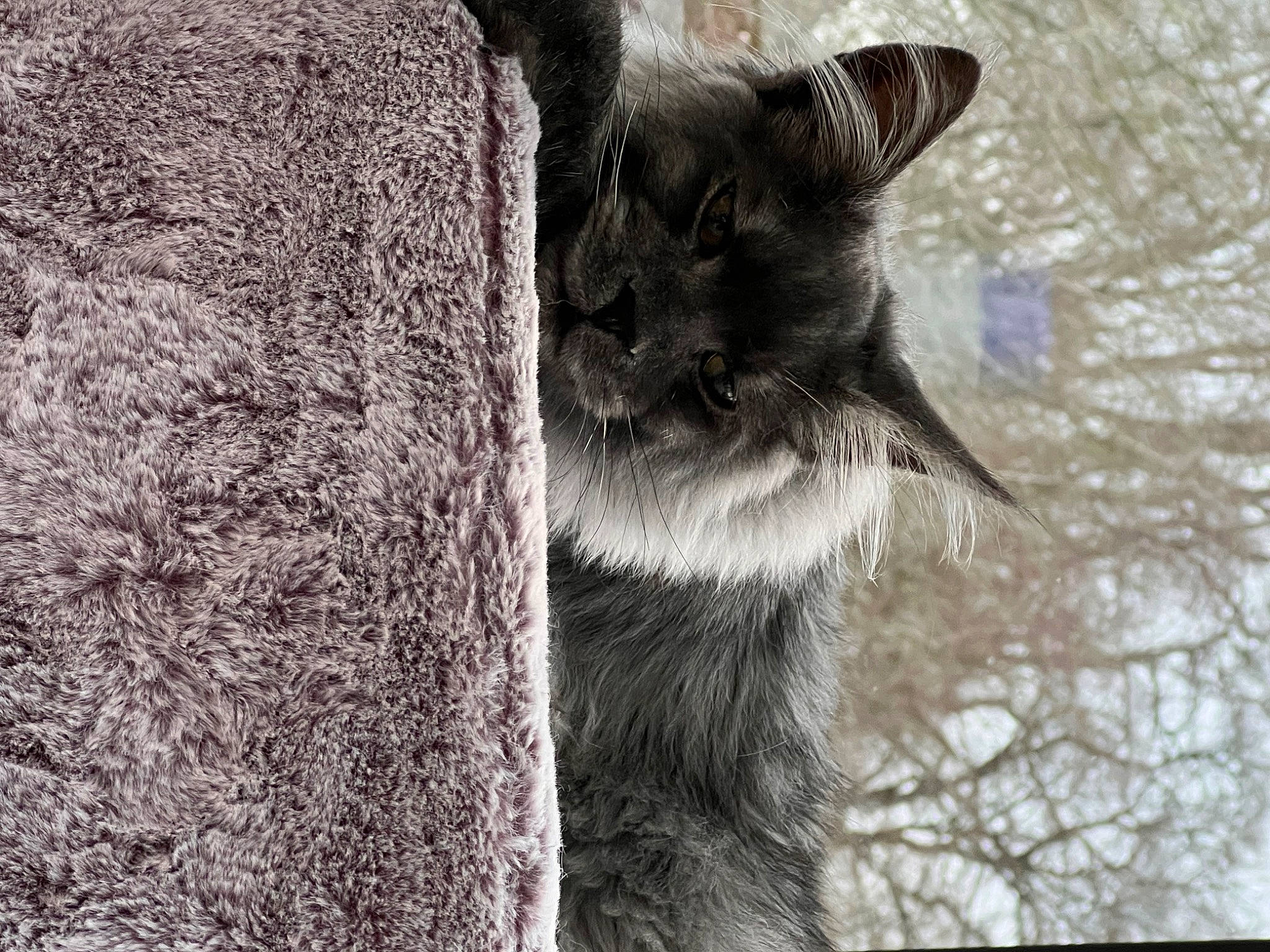 Thor participe au concours pour gagner de l'argent avec cette photo : carnivore, cat, domestic_short_haired_cat, felidae, fur, grass, grey, monochrome, monochrome_photography, plant, small_to_medium_sized_cats, snout, tail, terrestrial_animal, tree, trunk, twig, whiskers, wildlife, wood