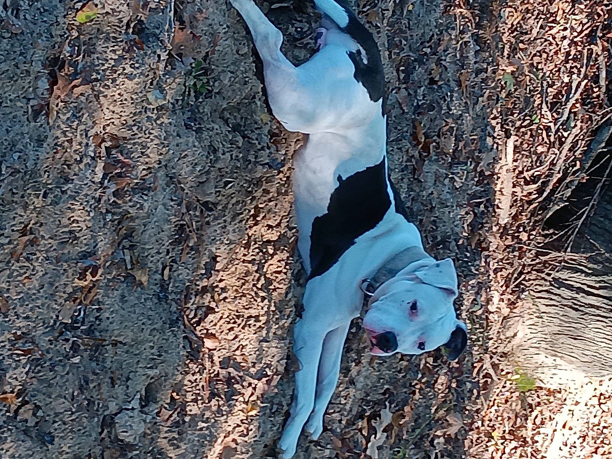 Mister Taylor joined the competition — help win amazing prizes! adventure, art, dog, freezing, fur, grass, landscape, people_in_nature, plant, reflection, rock, shadow, soil, tail, tree, trunk, twig, visual_arts, winter, wood