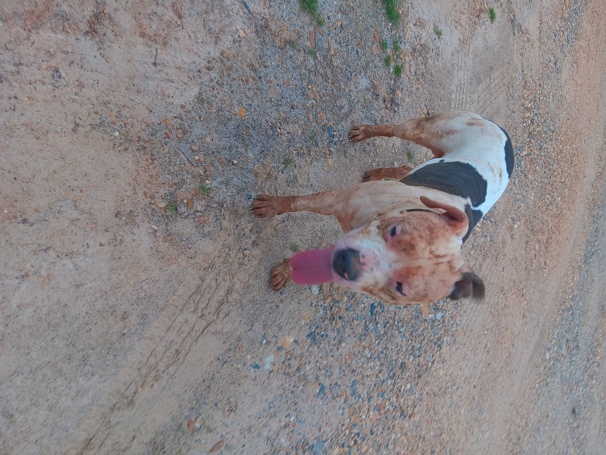 Mister Taylor joined the competition — help win amazing prizes! canidae, carnivore, companion_dog, dog, dog_breed, fawn, sand, shadow, soil, sporting_group