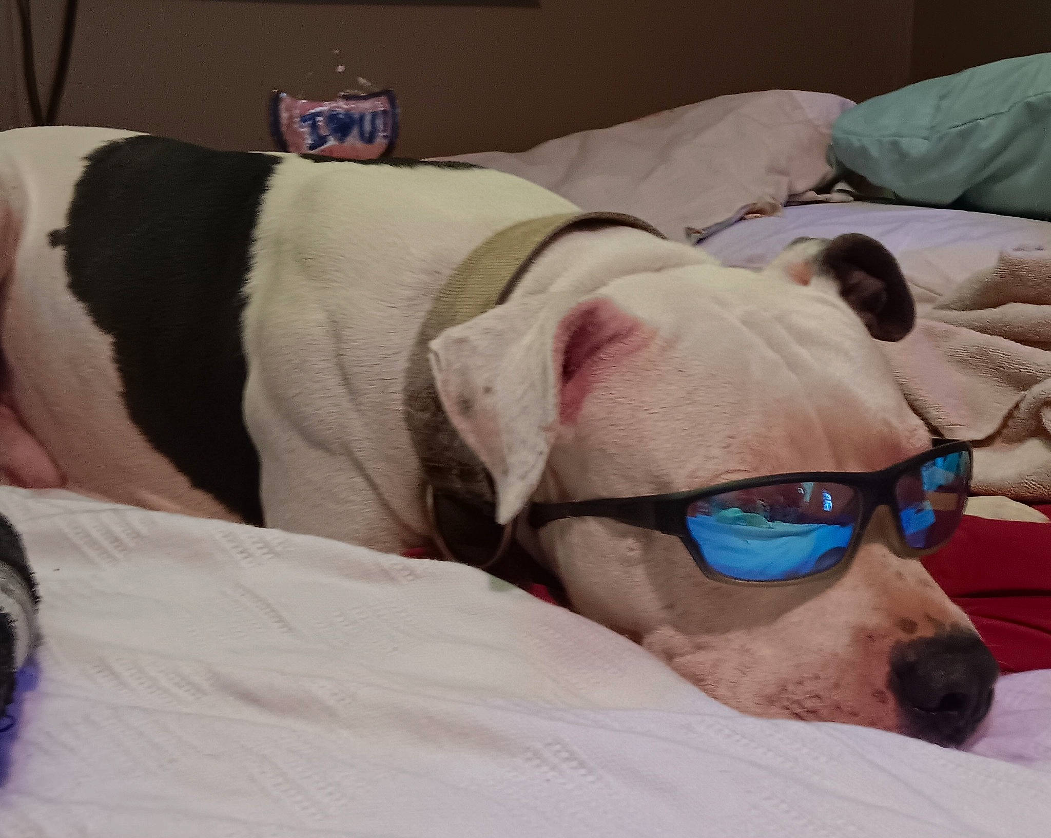 Mister Taylor is registered to the contest to win money with this photo: bedding, canidae, carnivore, comfort, companion_dog, dog, dog_breed, eyewear, fawn, fur, goggles, linens, nap, snout, sporting_group, sunglasses, vision_care, whiskers, working_animal, wrinkle