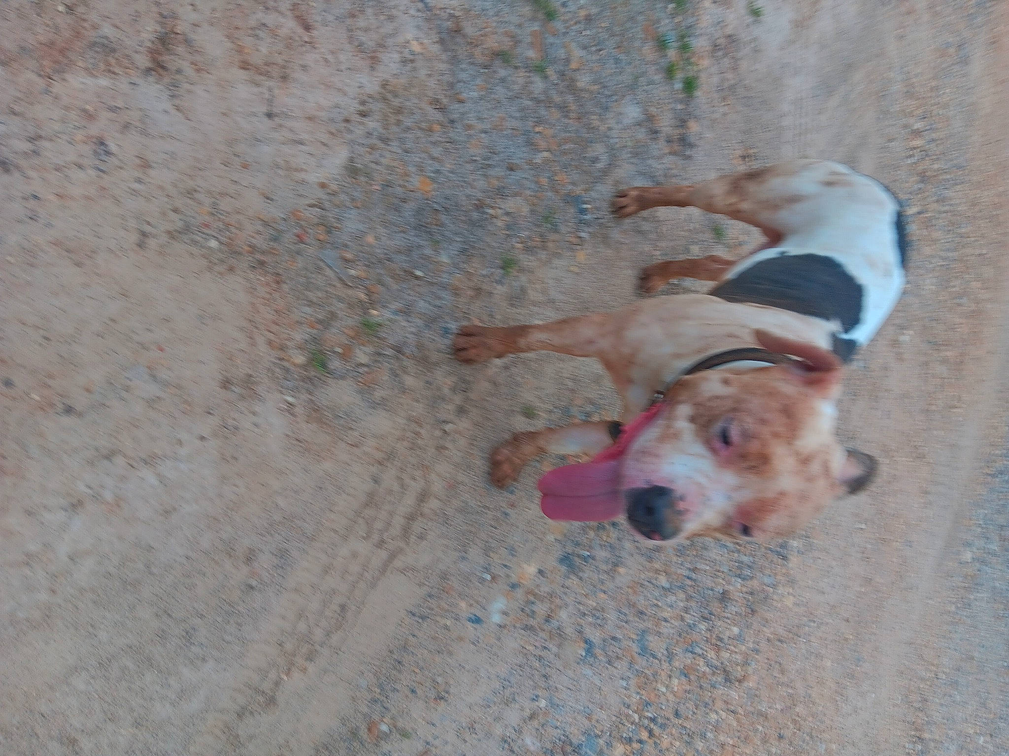 Mister joined the competition — help win amazing prizes! carnivore, companion_dog, concrete, dog, dog_breed, fawn, pet_supply, sporting_group, working_animal