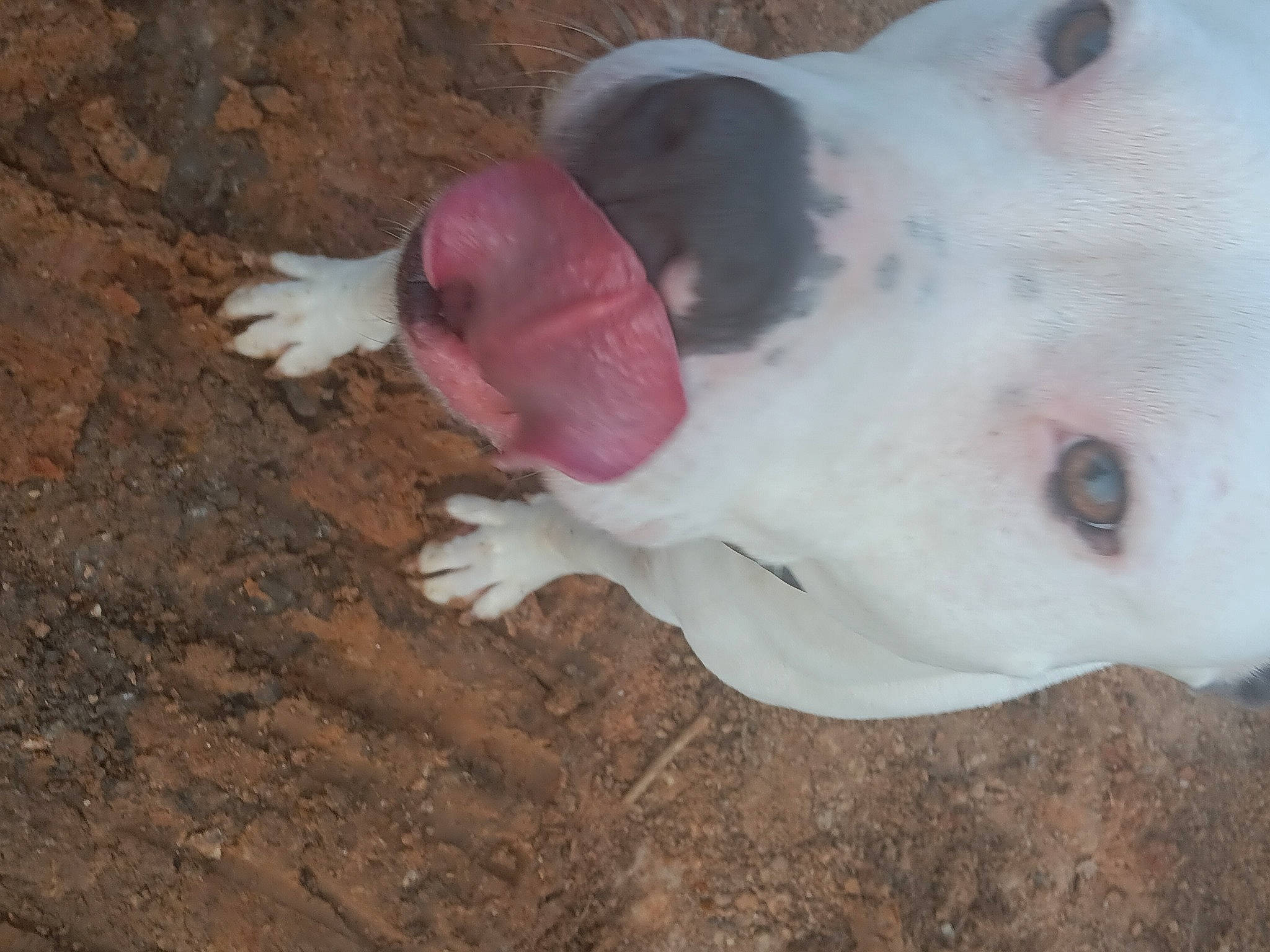 Mister joined the competition — help win amazing prizes! canidae, carnivore, collar, companion_dog, dog, dog_breed, ear, fawn, fur, jaw, liver, livestock, non_sporting_group, snout, soil, sporting_group, terrestrial_animal, whiskers, wood, working_animal