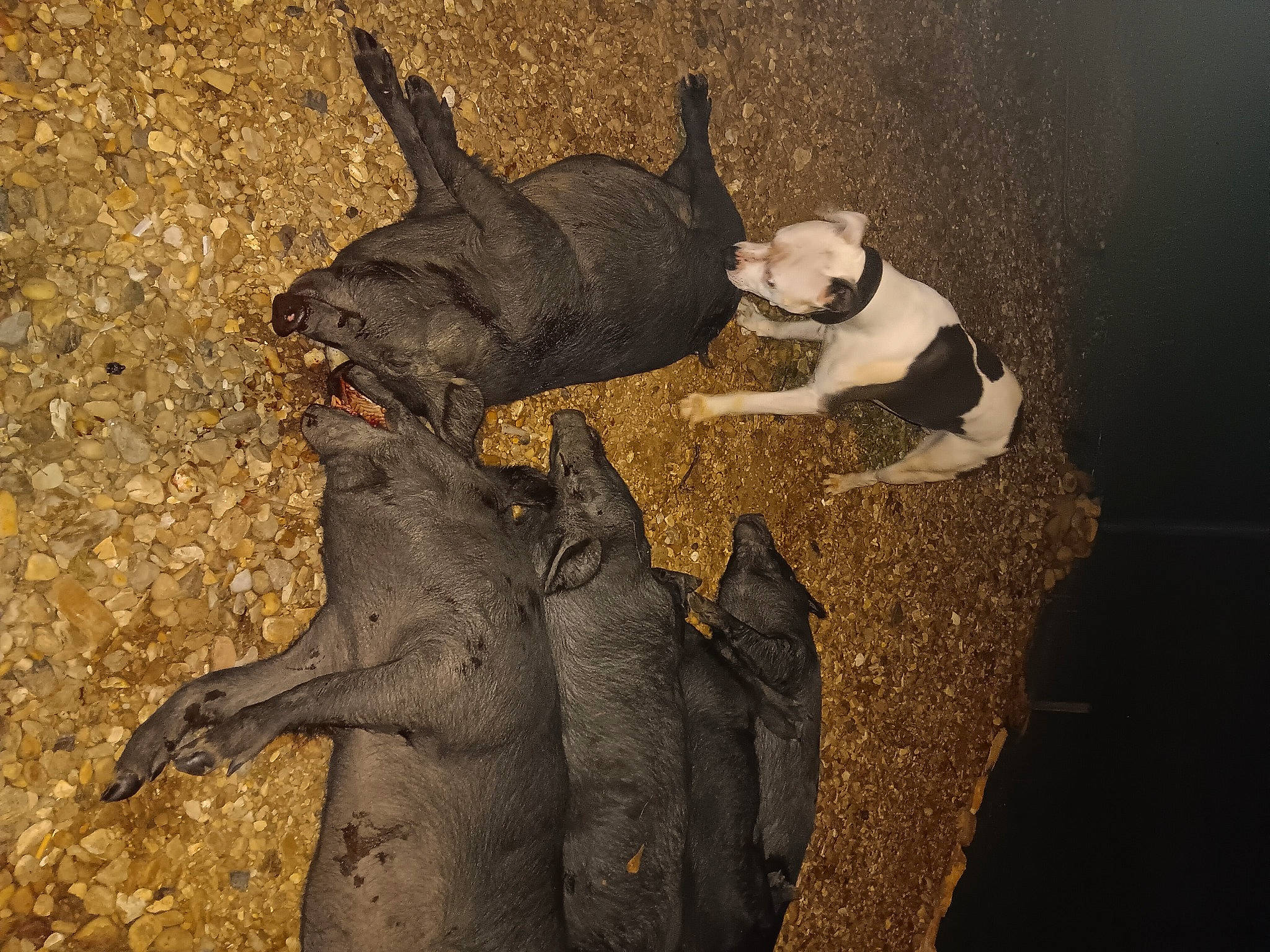 Mister is registered to the contest to win money with this photo: african_elephant, art, elephant, elephants_and_mammoths, fawn, horn, indian_elephant, metal, organism, sculpture, snout, soil, tail, terrestrial_animal, tree, trunk, tusk, wildlife, wood, working_animal