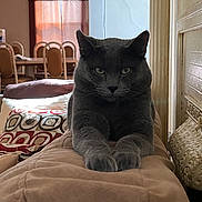 Luna is registered to the contest to win money with this photo: cat, gray_cat, feline, pet, indoor, living_room, furniture, pillow, curtain, table, chair, cozy, relaxed, mammal, animal, fur, whiskers, portrait, stretching, home