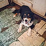 animal, black, brown, cabinet, collar, dog, domestic_animal, floor, fur, happy, indoor, kitchen, laying_down, old_floor, paw, pet, smiling, tail, tiles, white