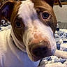 Mugzie Boy joined the competition — help win amazing prizes! animal, bed, blanket, brown_and_white, canine, close_up, collar, cozy, curious, dog, domestic, ears, eyes, face, fur, indoor, nose, pet, portrait, whiskers