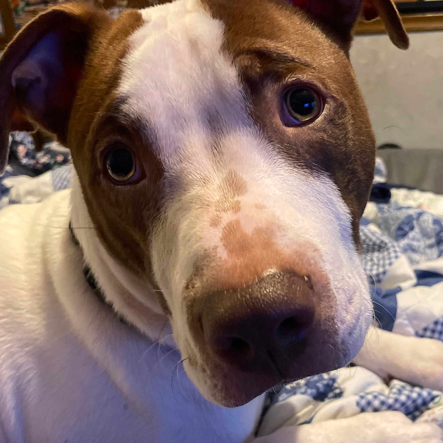 Mugzie Boy joined the competition — help win amazing prizes! animal, bed, blanket, brown_and_white, canine, close_up, collar, cozy, curious, dog, domestic, ears, eyes, face, fur, indoor, nose, pet, portrait, whiskers
