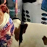 Mugzie Boy is registered to the contest to win money with this photo: animal, bandana, brown_and_white, canine, close_up, clothes, companion, dog, domestic_animal, ears, fur, household, indoor, laundry_basket, leash, looking, patriotic, pet, spot, standing