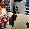 animal, bandana, brown_and_white, canine, close_up, clothes, companion, dog, domestic_animal, ears, fur, household, indoor, laundry_basket, leash, looking, patriotic, pet, spot, standing