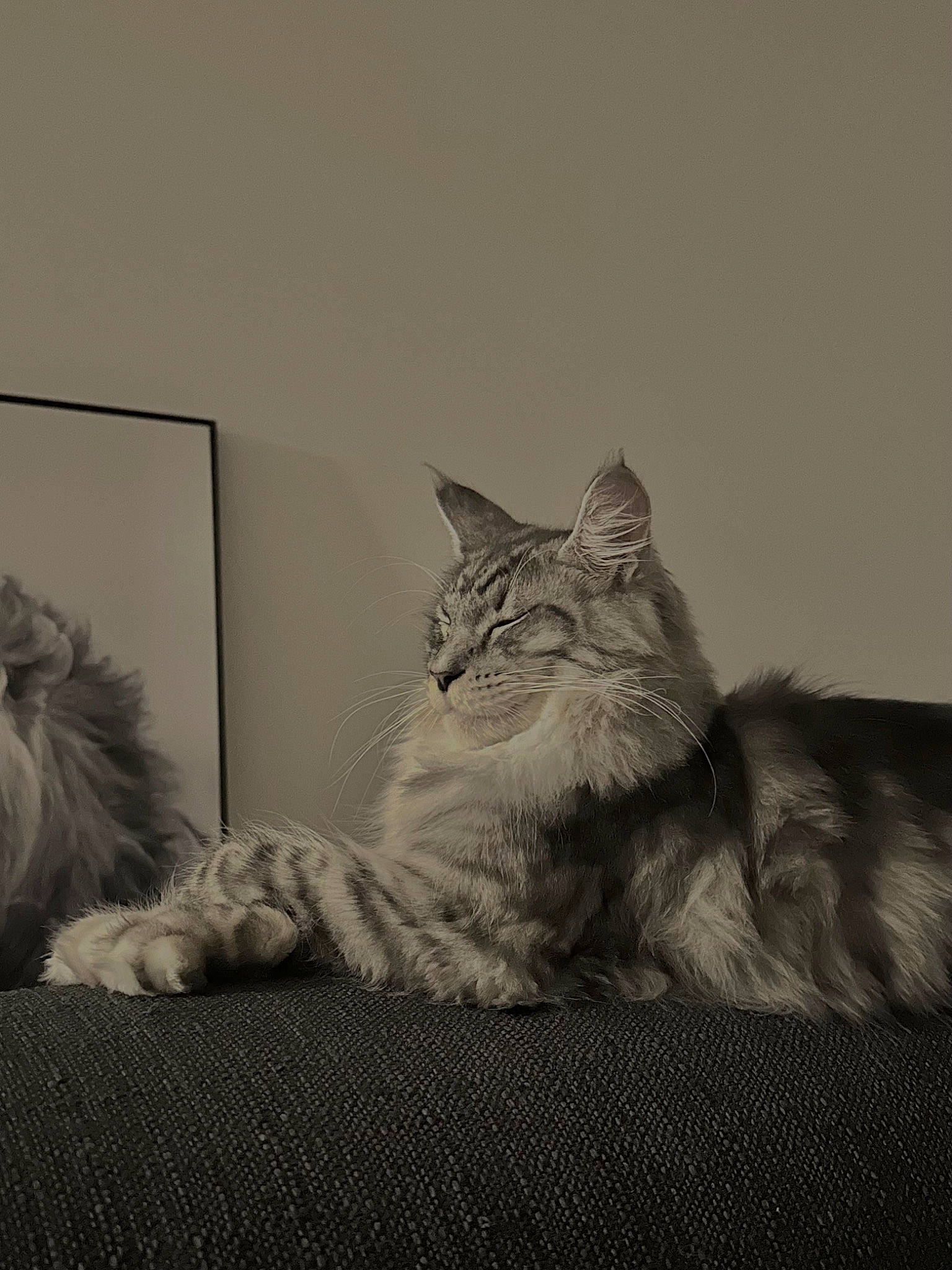 Ubis participe au concours pour gagner de l'argent avec cette photo : bed, carnivore, cat, claw, comfort, domestic_short_haired_cat, felidae, fur, grey, monochrome, monochrome_photography, paw, picture_frame, sitting, small_to_medium_sized_cats, snout, tail, whiskers, window, wood