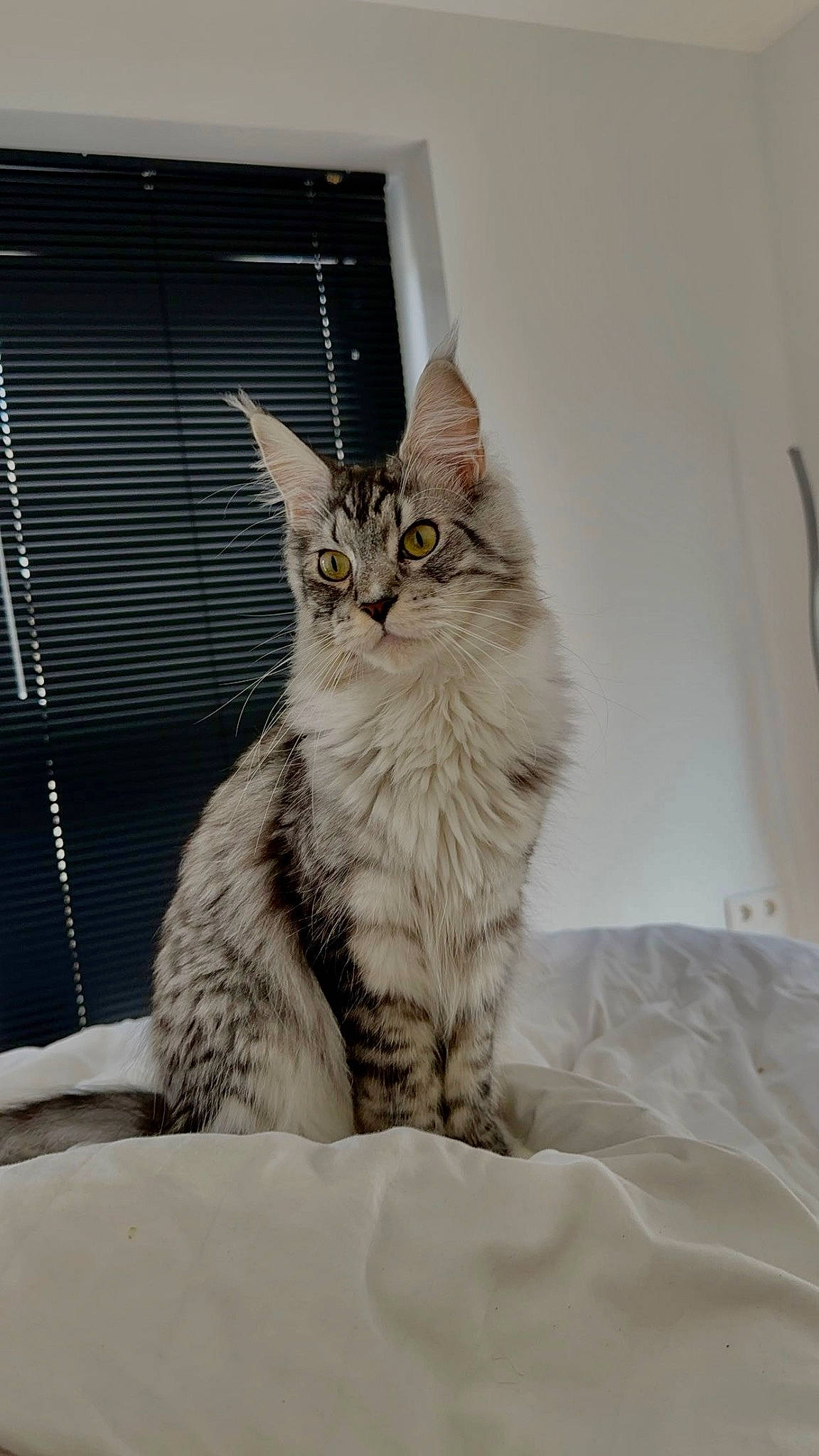 Ubis a rejoint le concours — aidez-le/la à gagner de superbes lots ! bed, carnivore, cat, claw, comfort, domestic_short_haired_cat, felidae, freezing, fur, paw, sitting, small_to_medium_sized_cats, snout, tail, whiskers, window, winter