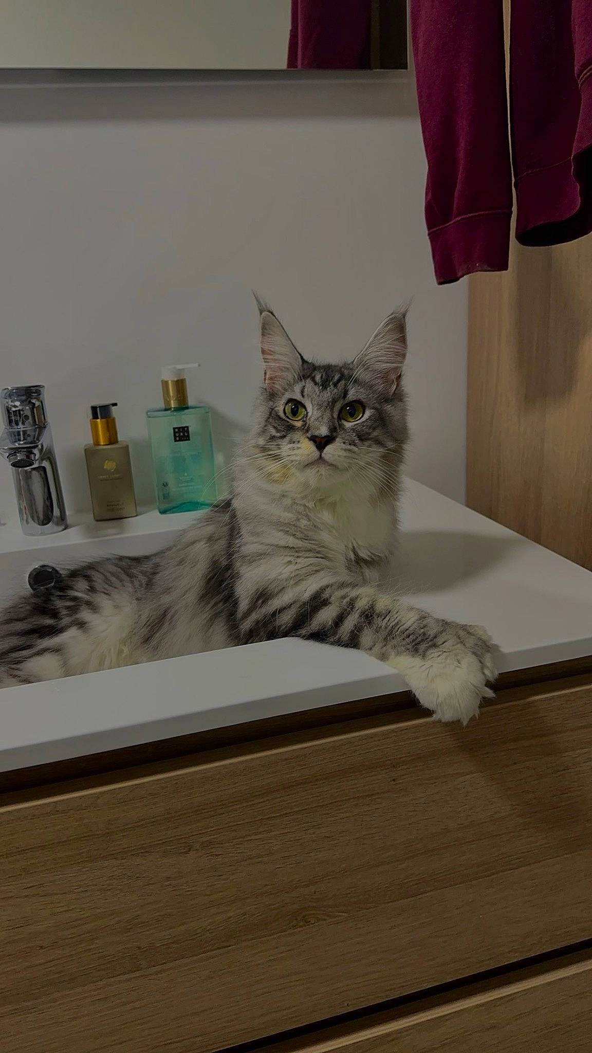 Ubis participe au concours pour gagner de l'argent avec cette photo : bed, carnivore, cat, comfort, curtain, domestic_short_haired_cat, felidae, flooring, fur, grey, hardwood, paw, rectangle, room, shelf, small_to_medium_sized_cats, tail, whiskers, window, wood