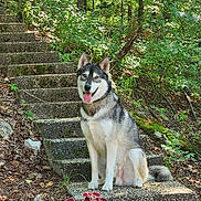 Kuiper joined the competition — help win amazing prizes! animal, black_and_white, canine, dog, flowers, fluffy, foliage, forest, husky, moss, outdoors, perked_ears, pet, portrait, siberian_husky, sitting, stairs, steps, tongue_out, woodland