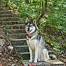 animal, black_and_white, canine, dog, flowers, fluffy, foliage, forest, husky, moss, outdoors, perked_ears, pet, portrait, siberian_husky, sitting, stairs, steps, tongue_out, woodland