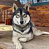 Kuiper is registered to the contest to win money with this photo: black_and_white, cabin, calm, canine, close_up, crossed_paws, daylight, dog, fluffy, forest, fur, lying_down, nature, outdoor, pet, pointed_ears, portrait, rustic, siberian_husky, wooden_porch
