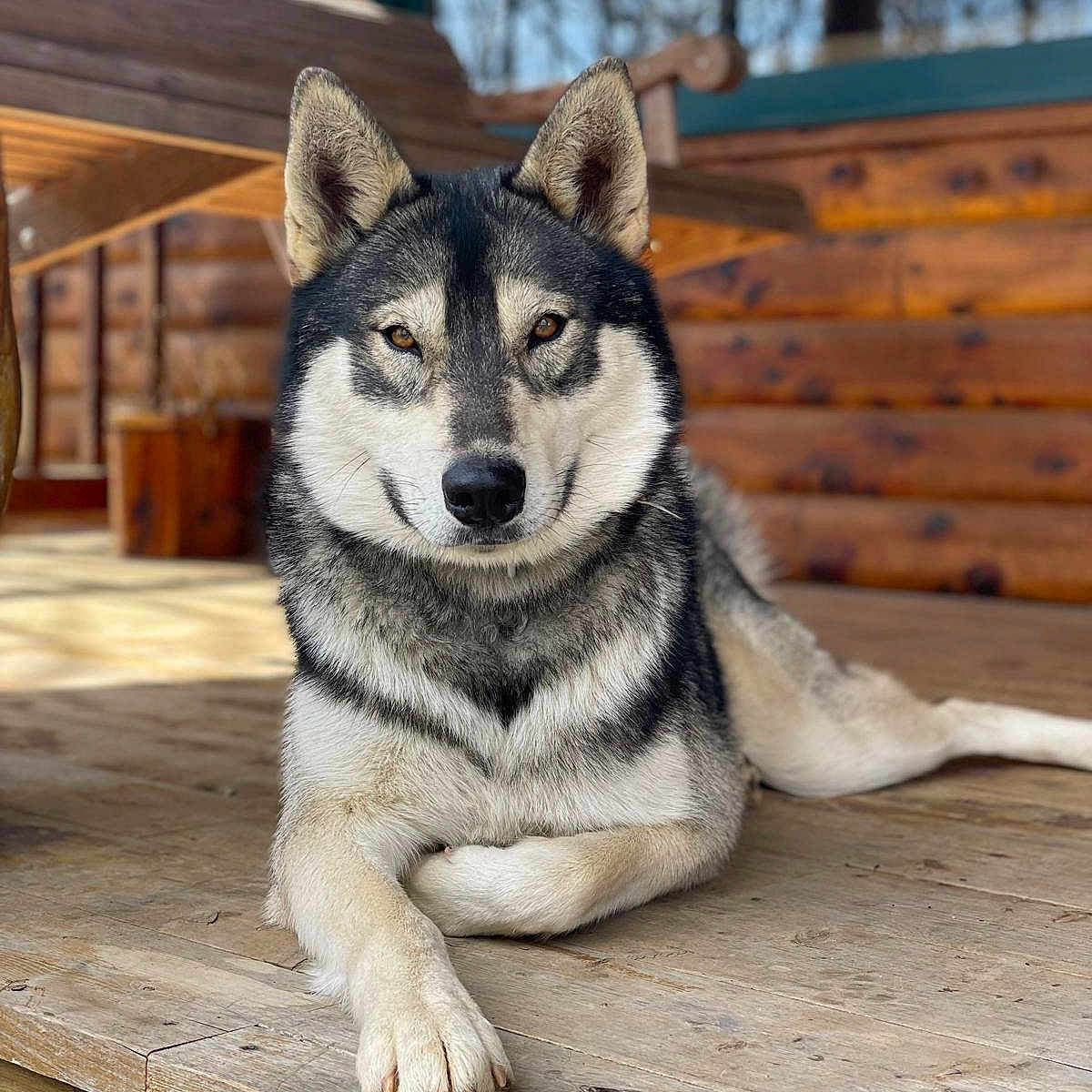 Kuiper is registered to the contest to win money with this photo: black_and_white, cabin, calm, canine, close_up, crossed_paws, daylight, dog, fluffy, forest, fur, lying_down, nature, outdoor, pet, pointed_ears, portrait, rustic, siberian_husky, wooden_porch