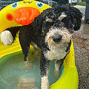 Wallace is registered to the contest to win money with this photo: dog, curly_fur, black_and_white, inflatable_pool, yellow_pool, duck_shaped_pool, water, outdoor, fence, residential_area, pet, canine, wet_paws, summer, playful, animal, close_up, paw, backyard, daytime