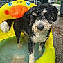 dog, curly_fur, black_and_white, inflatable_pool, yellow_pool, duck_shaped_pool, water, outdoor, fence, residential_area, pet, canine, wet_paws, summer, playful, animal, close_up, paw, backyard, daytime