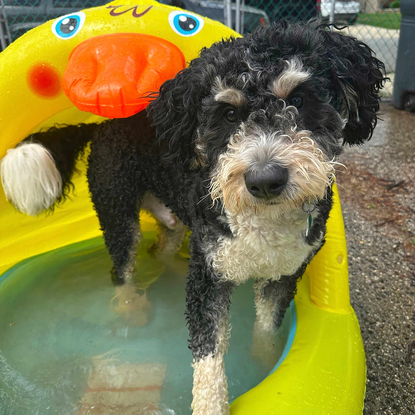Wallace is registered to the contest to win money with this photo: animal, backyard, black_and_white, canine, close_up, curly_fur, daytime, dog, duck_shaped_pool, fence, inflatable_pool, outdoor, paw, pet, playful, residential_area, summer, water, wet_paws, yellow_pool