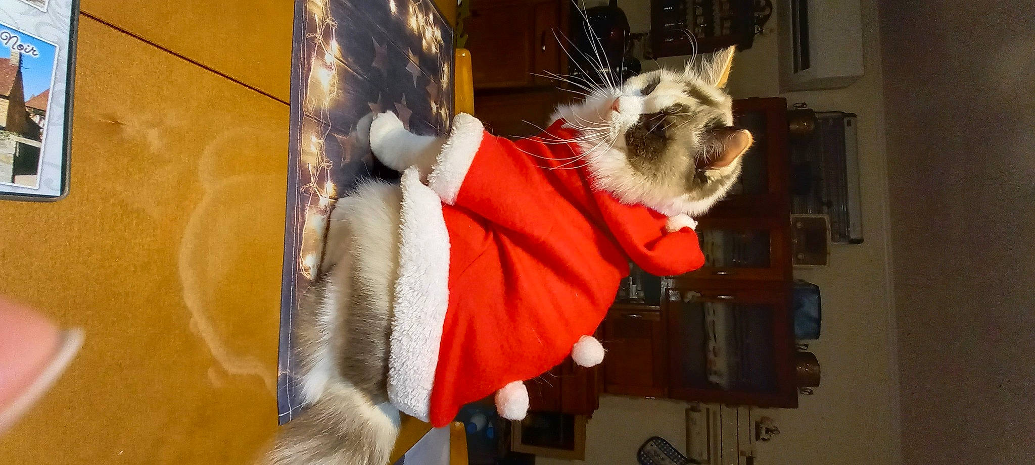 Taylor a rejoint le concours — aidez-le/la à gagner de superbes lots ! bat, carmine, companion_dog, costume, fashion_accessory, fawn, felidae, fur, fur_clothing, headgear, natural_material, room, small_to_medium_sized_cats, tail, whiskers