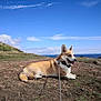 accessories, animal, canine, cloud, dog, field, grass, husky, landscape, nature, outdoors, pet, plant, puppy, rock, sky, soil, strap, vegetation, wilderness