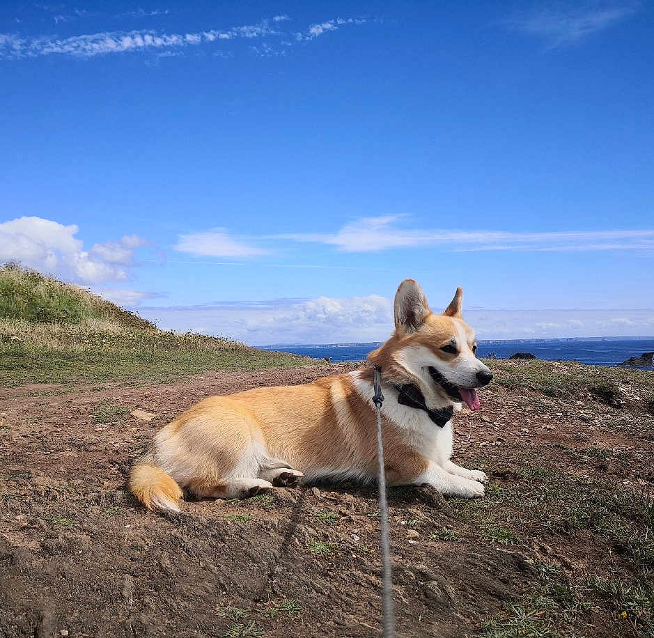 Robert a rejoint le concours — aidez-le/la à gagner de superbes lots ! accessories, animal, canine, cloud, dog, field, grass, husky, landscape, nature, outdoors, pet, plant, puppy, rock, sky, soil, strap, vegetation, wilderness