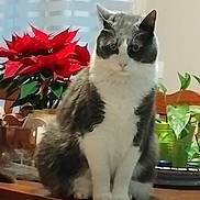 Grisette participe au concours pour gagner de l'argent avec cette photo : cat, indoor, table, plant, poinsettia, flower, greenery, wood, pet, gray, white, feline, fur, sitting, domestic, houseplant, decor, window, curtain, cozy