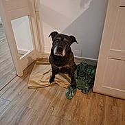 Kaya a rejoint le concours — aidez-le/la à gagner de superbes lots ! blanket, brindle, cabinet, corner, cozy, dog, domestic_animal, door, floor, flooring, furniture, home, indoor, looking_up, pet, quiet, shadow, sitting, wall, wooden_floor