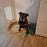 blanket, brindle, cabinet, corner, cozy, dog, domestic_animal, door, floor, flooring, furniture, home, indoor, looking_up, pet, quiet, shadow, sitting, wall, wooden_floor