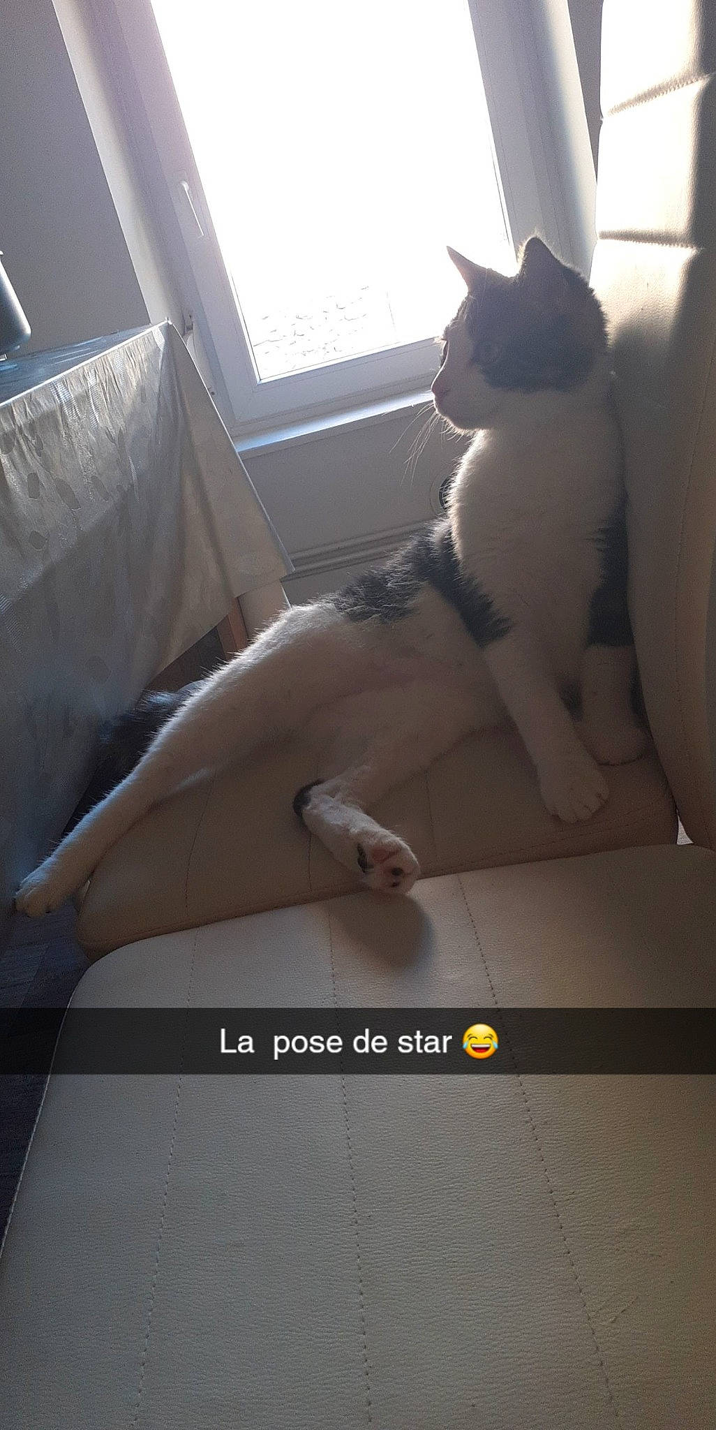 Mimisse a rejoint le concours — aidez-le/la à gagner de superbes lots ! carnivore, cat, comfort, companion_dog, domestic_short_haired_cat, felidae, flooring, foot, fur, human_leg, knee, light, paw, room, small_to_medium_sized_cats, tail, thigh, whiskers, window, wood