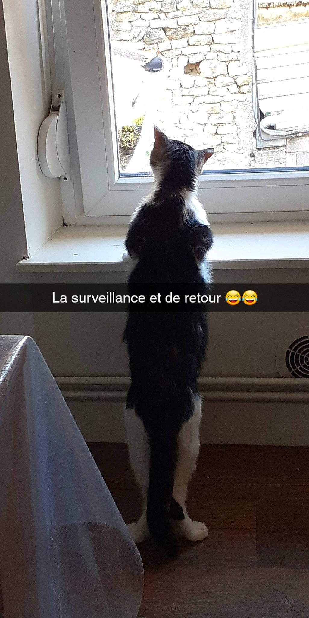 Mimisse a rejoint le concours — aidez-le/la à gagner de superbes lots ! black_cat, carnivore, cat, comfort, domestic_short_haired_cat, door, event, fashion_design, felidae, flooring, formal_wear, fur, grey, human_leg, room, small_to_medium_sized_cats, tail, whiskers, white, window