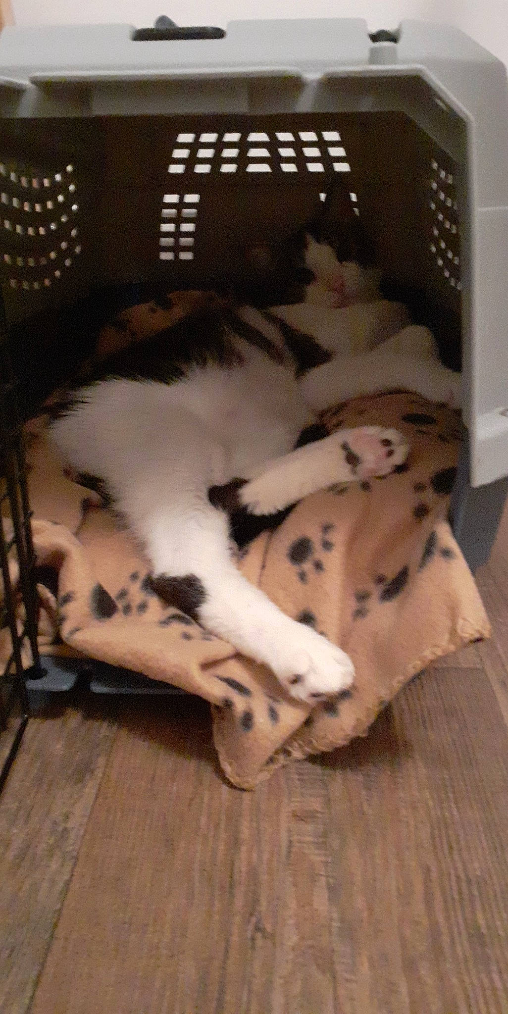 Mimisse a rejoint le concours — aidez-le/la à gagner de superbes lots ! canidae, carnivore, cat, comfort, companion_dog, dog_breed, fawn, felidae, flooring, fur, hardwood, paw, small_to_medium_sized_cats, snout, sporting_group, tail, terrestrial_animal, whiskers, wood, wood_flooring