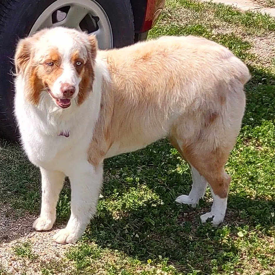 Loki is registered to the contest to win money with this photo: animal, brown, canine, daylight, dog, ears, fur, grass, happy, legs, muzzle, nature, outdoor, pet, shadow, standing, tail, tire, vehicle, white