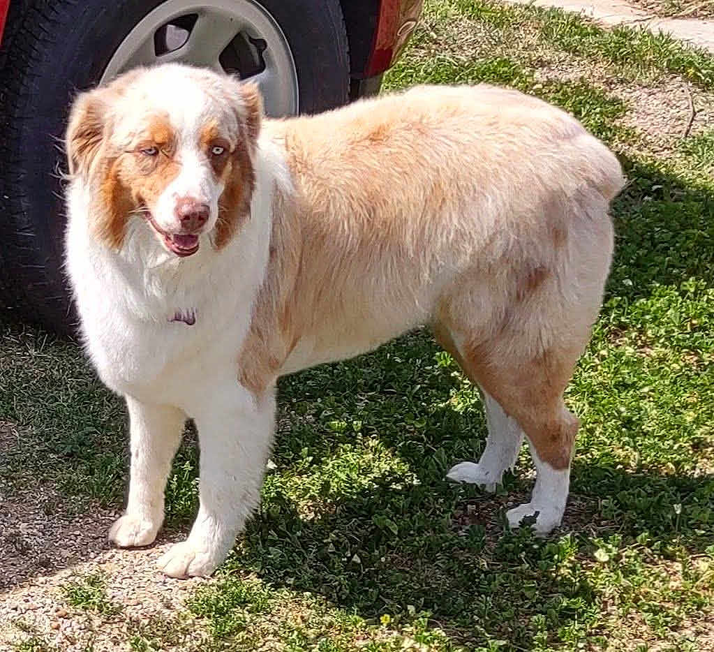 Loki is registered to the contest to win money with this photo: dog, outdoor, grass, vehicle, tire, fur, pet, canine, brown, white, standing, animal, nature, daylight, happy, muzzle, ears, tail, legs, shadow