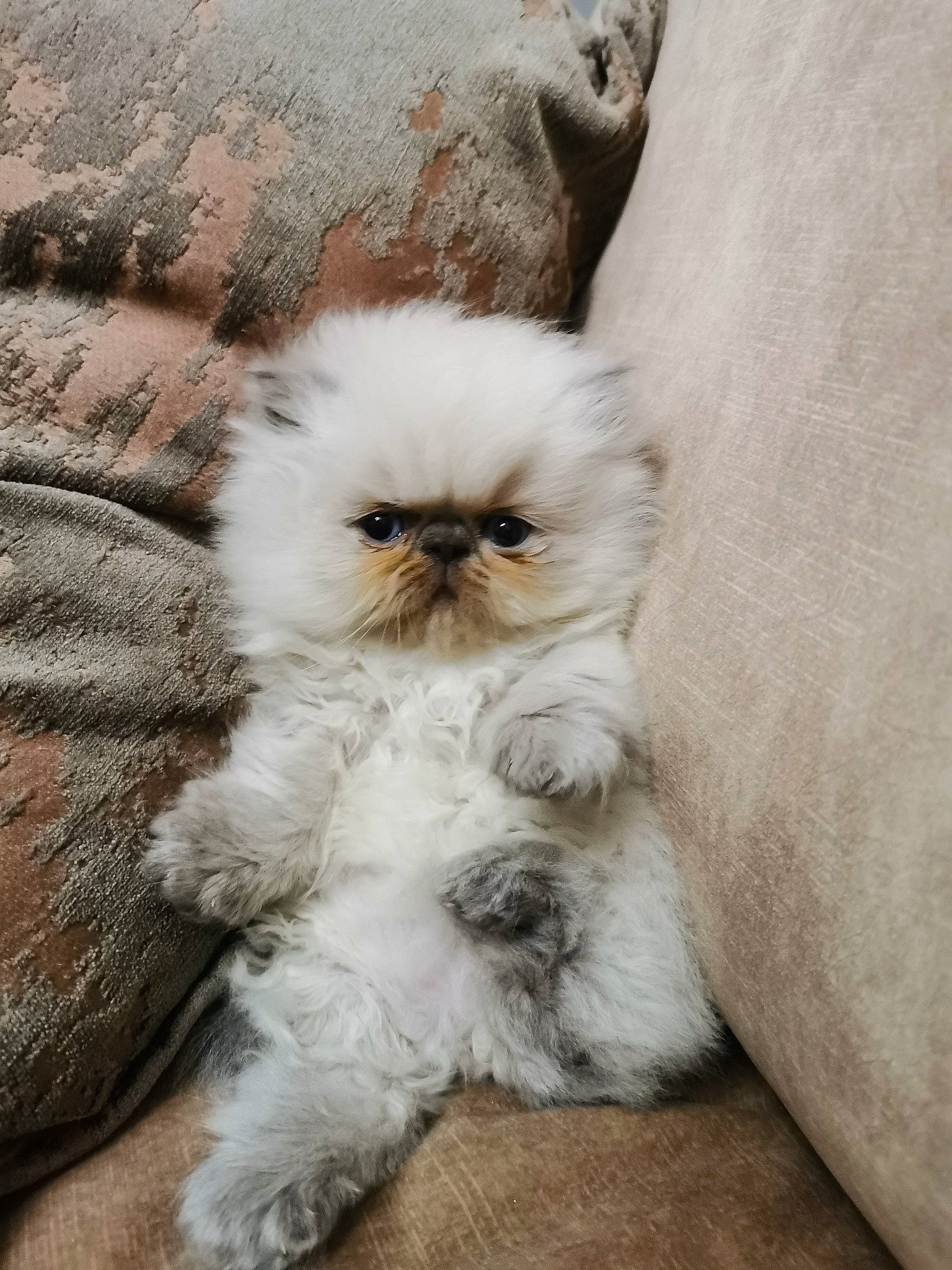 Tigerlily is registered to the contest to win money with this photo: british_longhair, canidae, carnivore, cat, companion_dog, dog_breed, fawn, felidae, fur, grey, paw, persian, small_to_medium_sized_cats, snout, tail, terrestrial_animal, toy_dog, whiskers, wildlife, working_animal