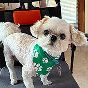 Gizmo joined the competition — help win amazing prizes! dog, white_dog, small_dog, bandana, green_bandana, indoor, chair, curious, pet, animal, fur, cute, companion, domestic, house, carpet, door, window_blinds, two_dogs, closeup