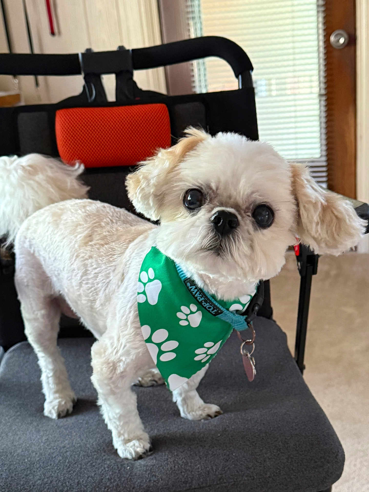 Gizmo