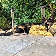 Rimmel a rejoint le concours — aidez-le/la à gagner de superbes lots ! cat, calico_cat, outdoor, garden, rocks, foliage, greenery, tile_floor, pet, animal, relaxing, curious, nature, resting, small_animal, side_view, sunlight, wildlife, domestic_animal, ears