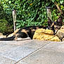 cat, calico_cat, outdoor, garden, rocks, foliage, greenery, tile_floor, pet, animal, relaxing, curious, nature, resting, small_animal, side_view, sunlight, wildlife, domestic_animal, ears